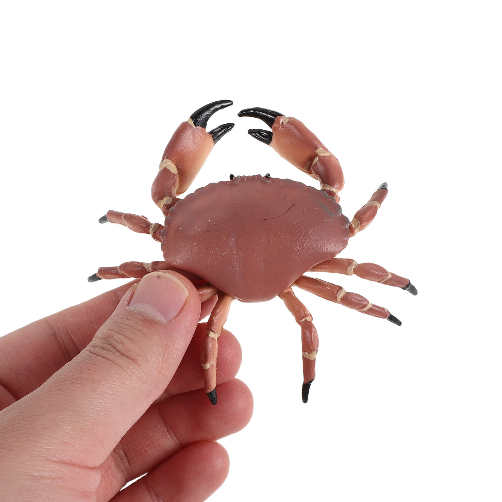 Marine Aquarium & Regional Centre Photos - 3Pcs Realistic Plastic Crab Figures Lifelike