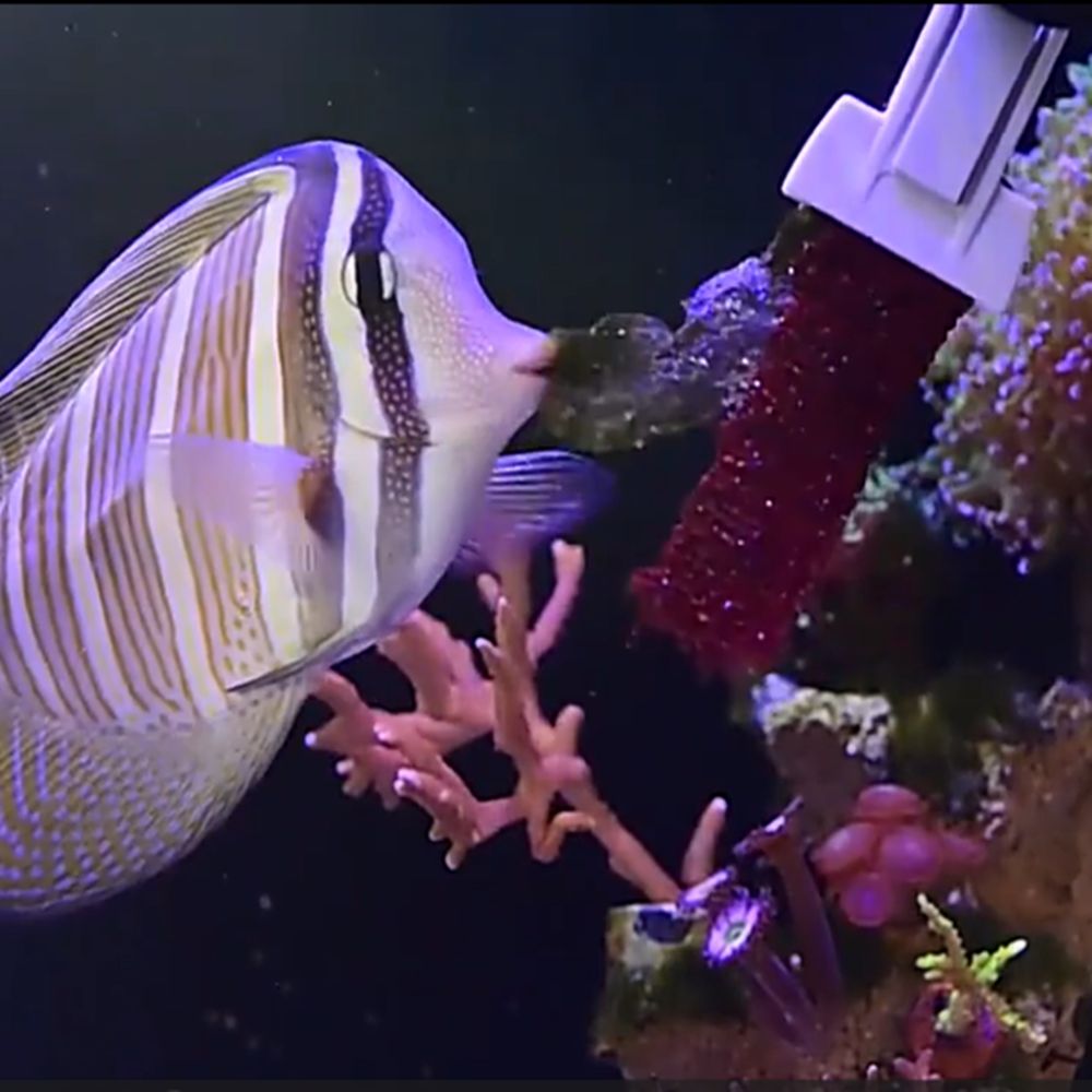 Magnetic Fish Tank Seaweed Veg - Aquarium Marine Services 评论和价格