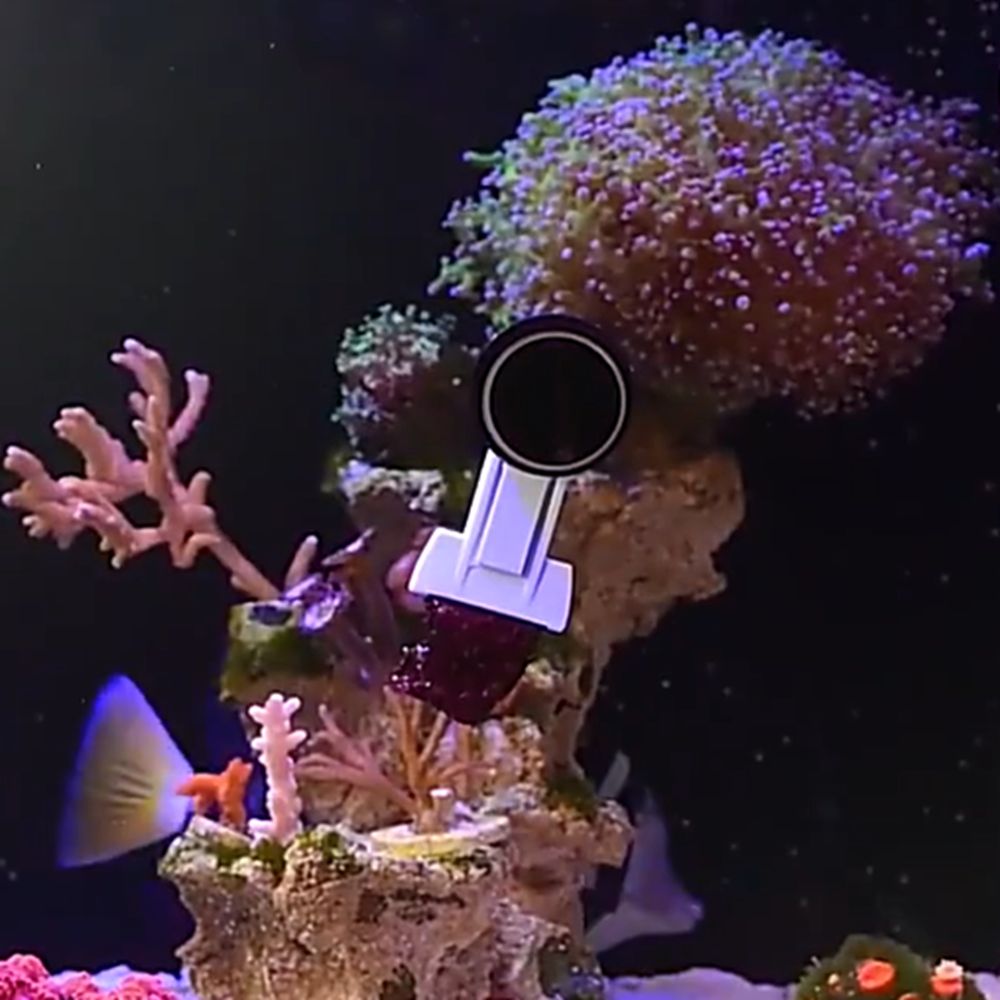 Magnetic Fish Tank Seaweed Veg - Aquarium Marine Services 评论和价格