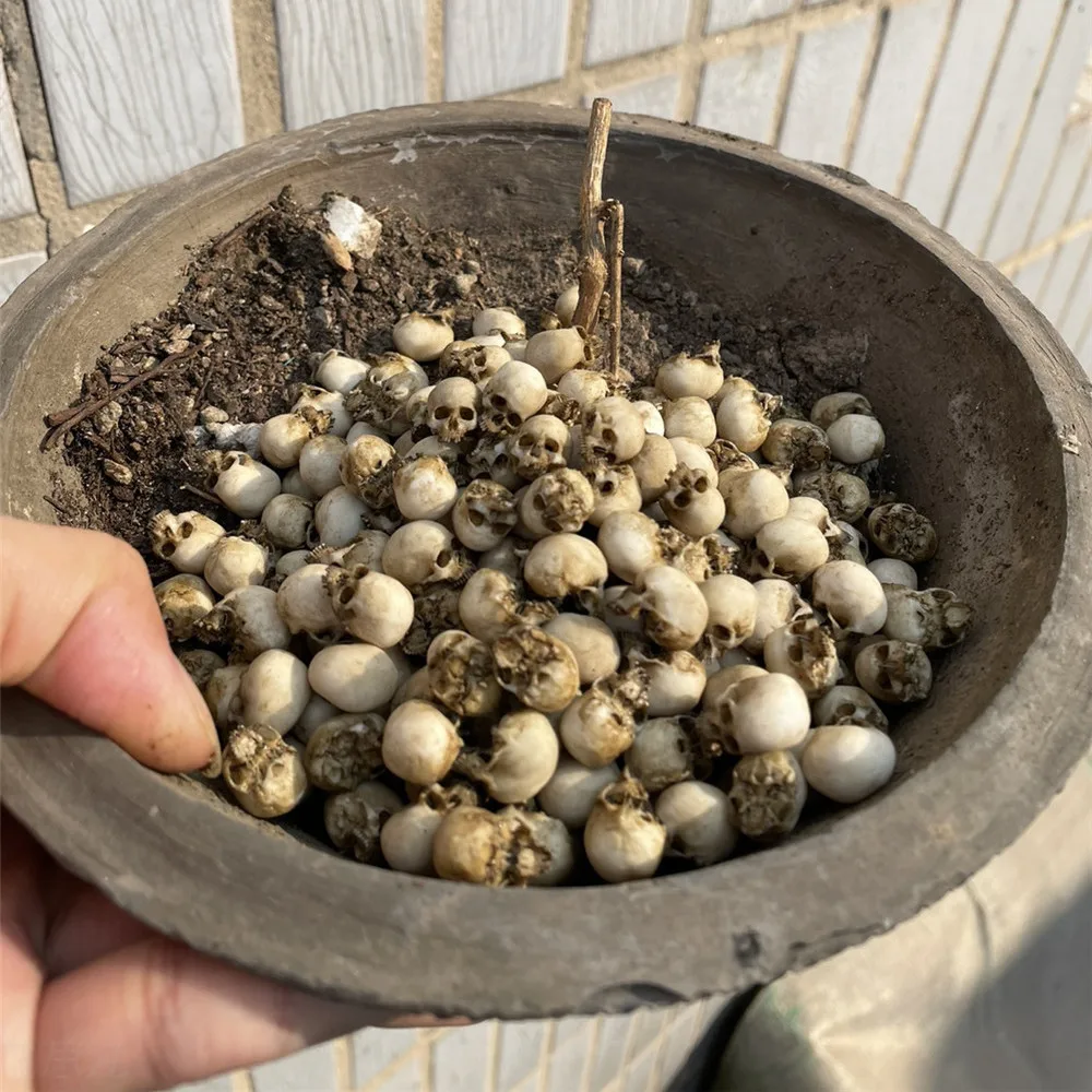 Mini Skull High Quality Miniat - Marine Aquarium Mini 评论和价格
